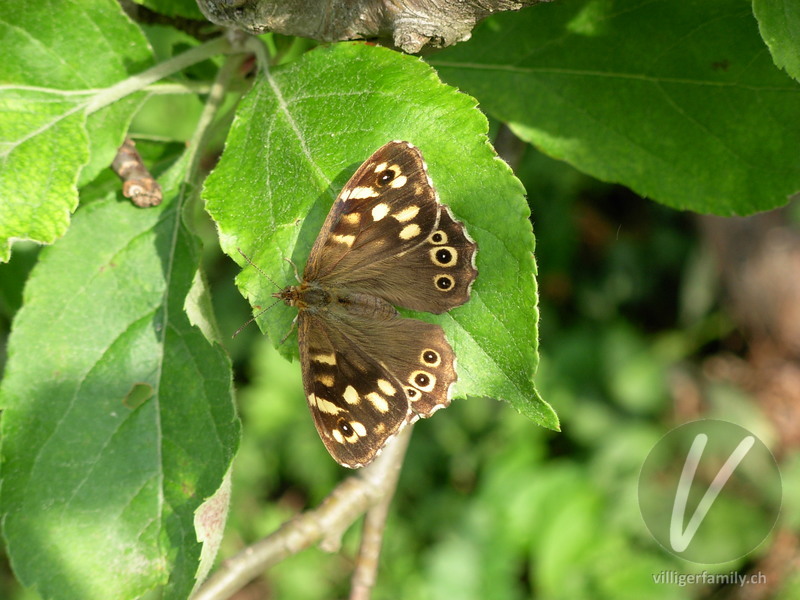 Laubfalter: Übersicht